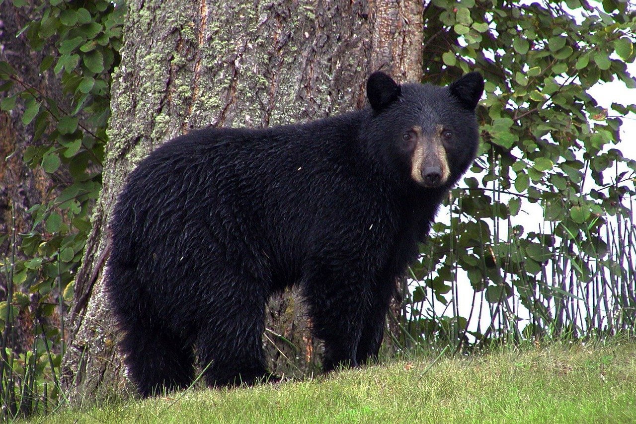 man shot a bear nine times