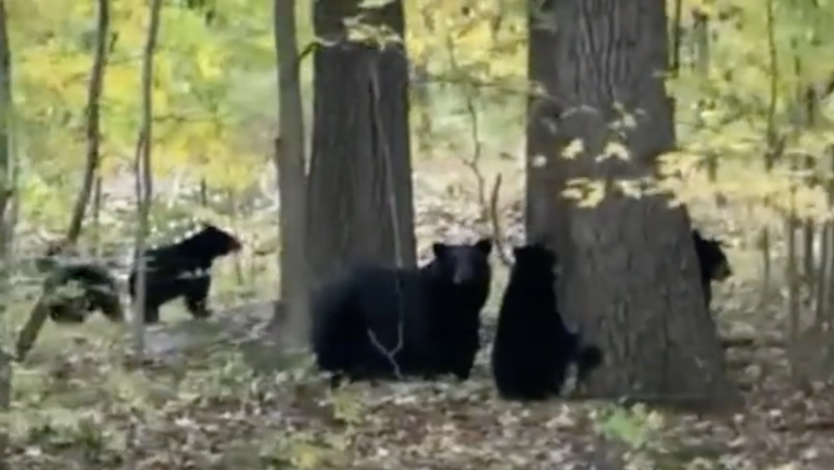 Four Bear Cubs Were Killed in New Jersey
