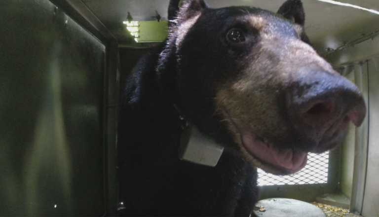 Bear 609 Traveled 1,000 Miles Back Home