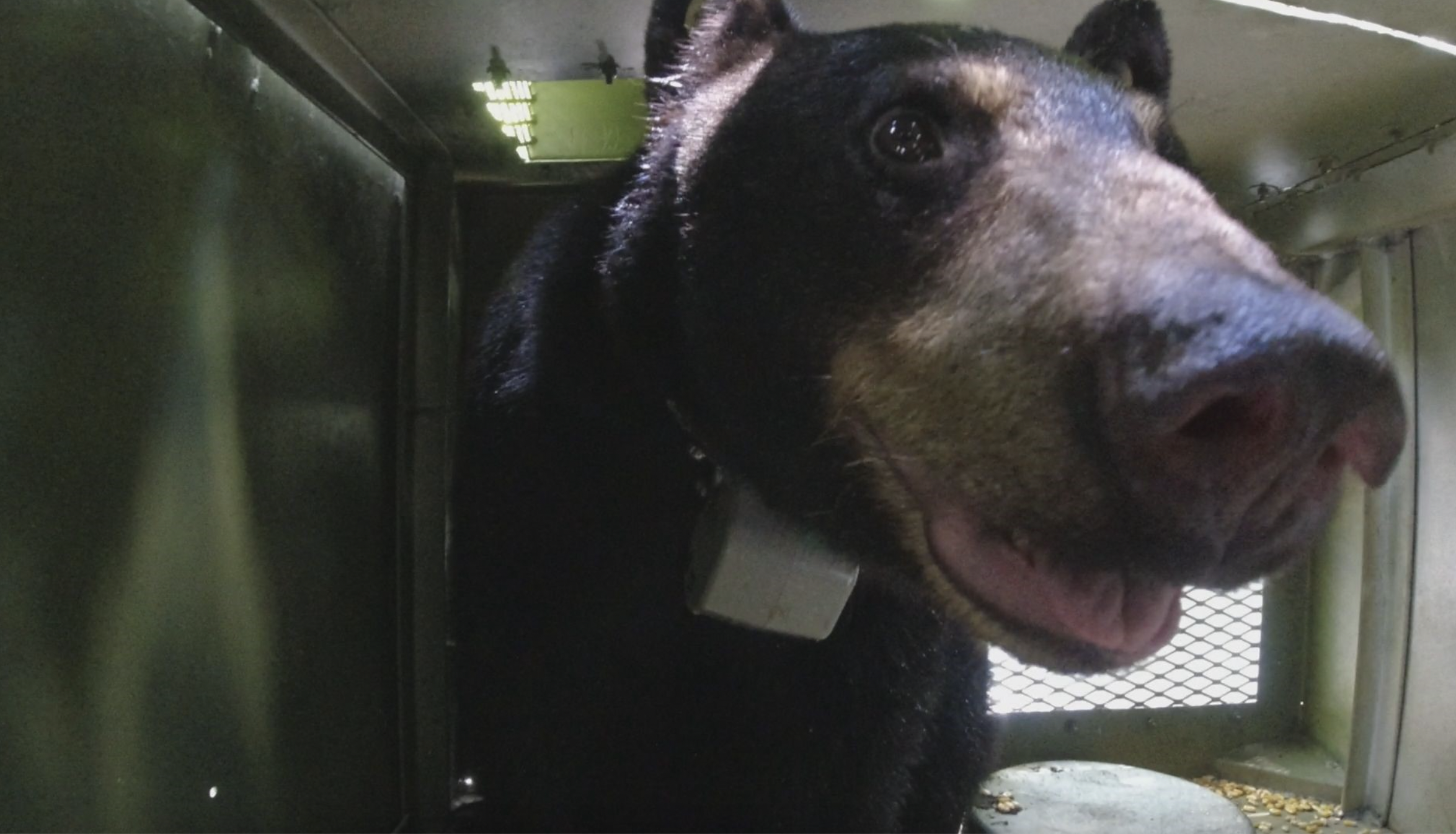 bear 609 traveled 1000 miles