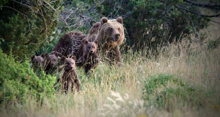 Species Profile: The Marsican brown bear