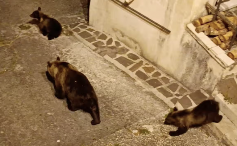 Marsican brown bear, Amarena was shot dead in Italy