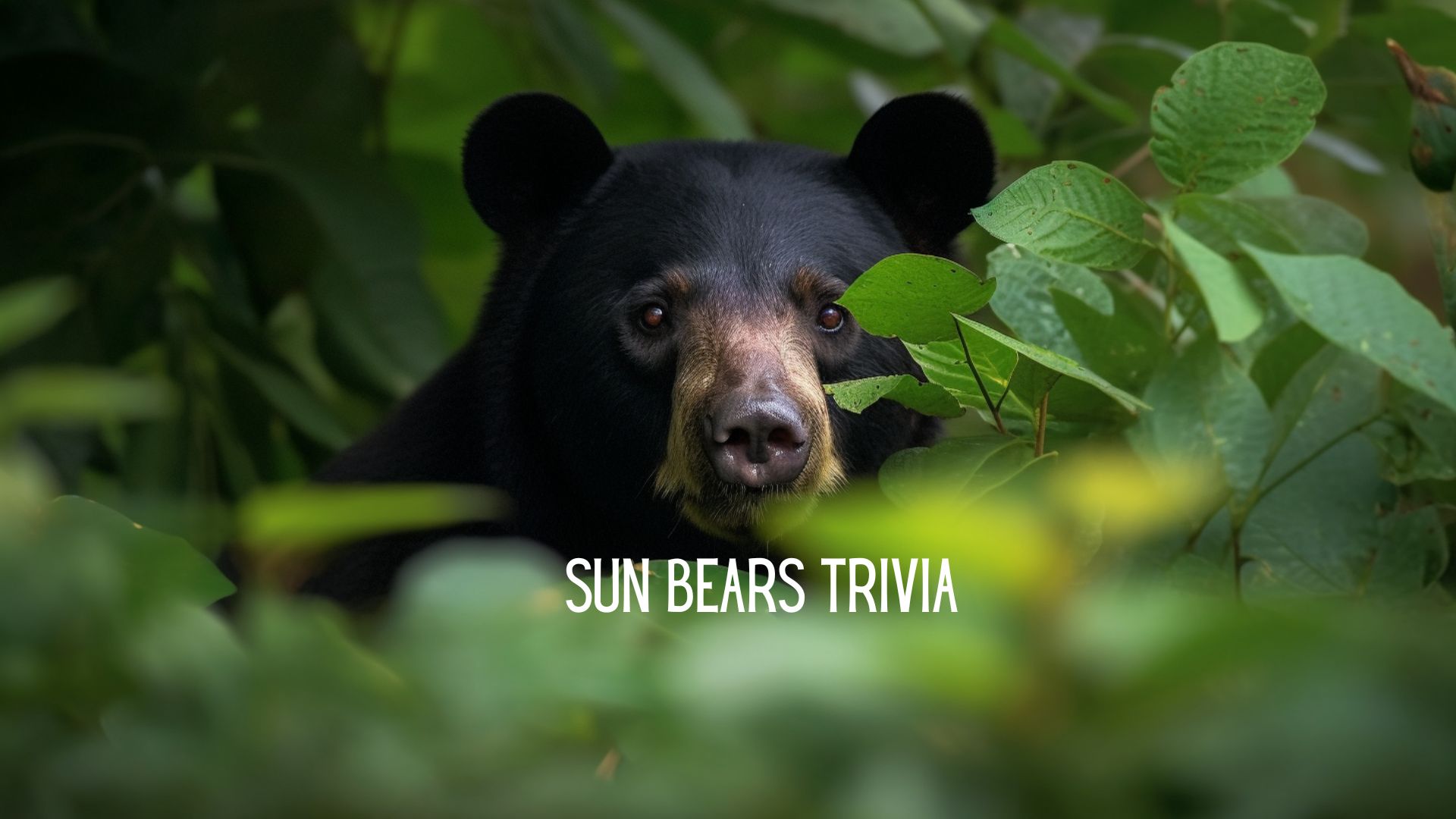 Bear Trivia Game