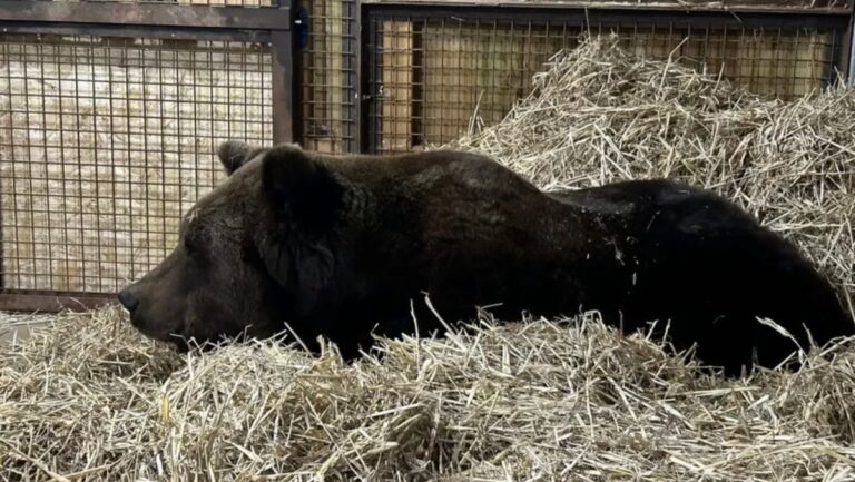 Sweden’s Brown Bear Diego Rescued