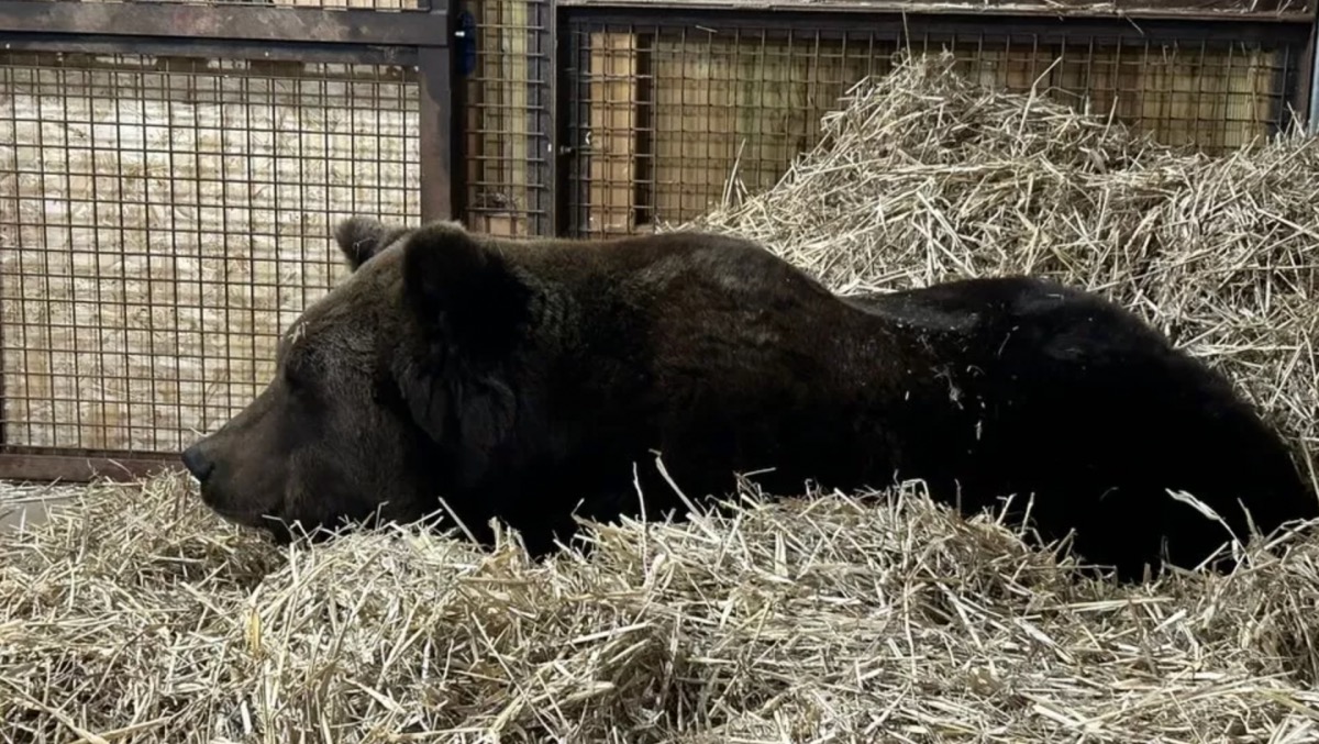 sweden's brown bear diego