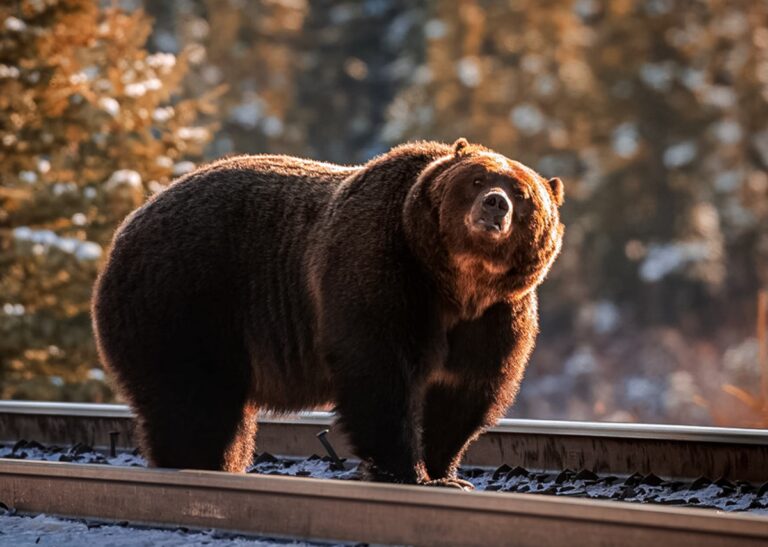 Our Top Picks for Legendary Bears