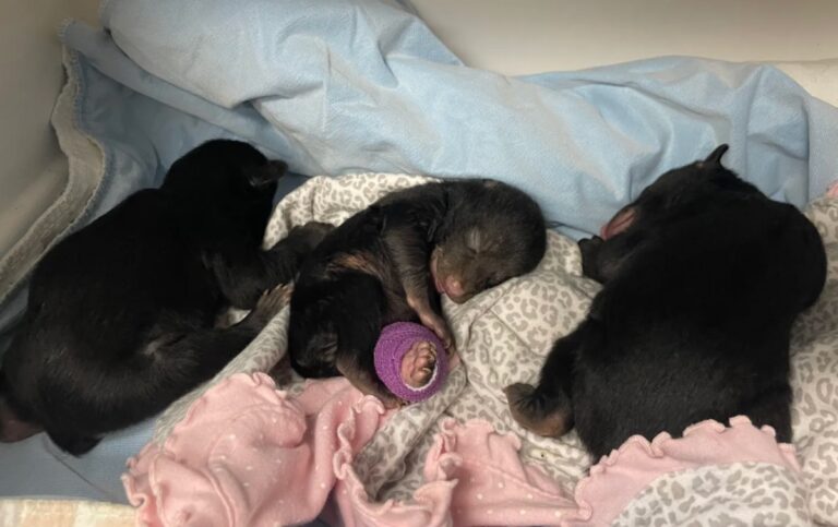 Three Orphaned Cubs Found in Virginia